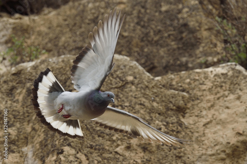 Turkestan Hill Dove bird photo