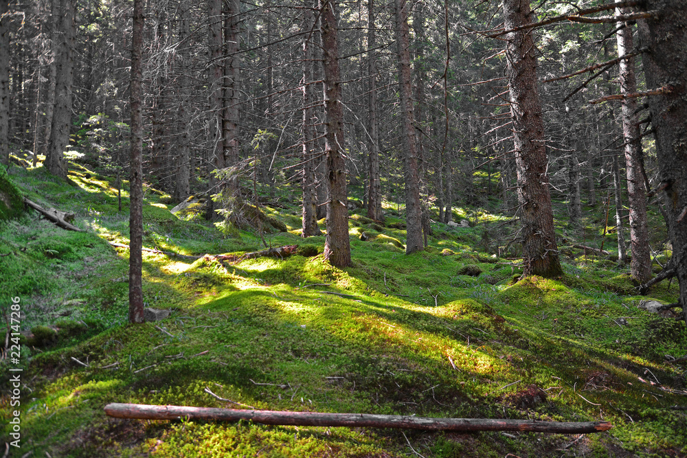 Fototapeta premium coniferous forest