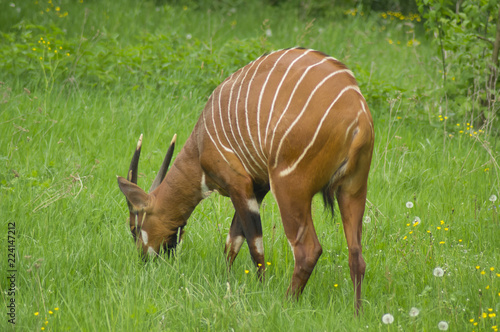 Antylopa bongo, pochodzi z Afryki Środkowej, zagrożona jest wyginięciem