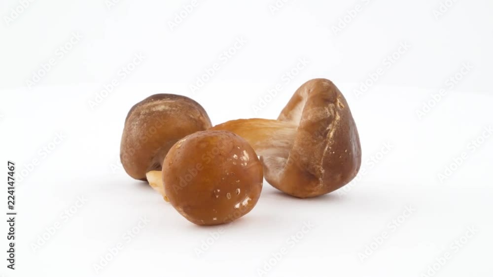 Three shiitake mushrooms. Rotating on the turntable isolated on the white background. Close up. Macro. Three shiitake mushrooms. Rotating on the turntable isolated on the white background. Close up. Macro.