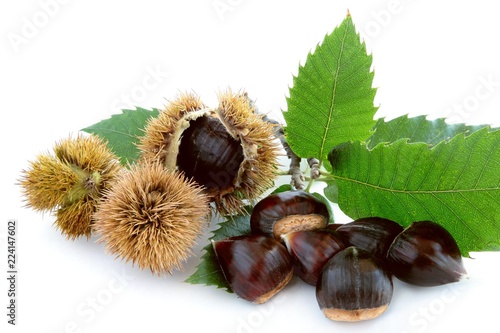 ripe,brown,sweet fruits of sweet chestnut tree