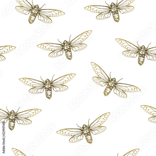 Vector illustration. Cicadas . Vector pen style sketch. Element of seamless pattern. © Milana