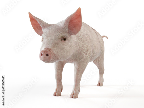 3d rendered illustration of a pig on white