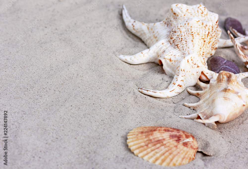 Large seashells on the sand. Summer beach background Large seashells on the sand. Summer beach background