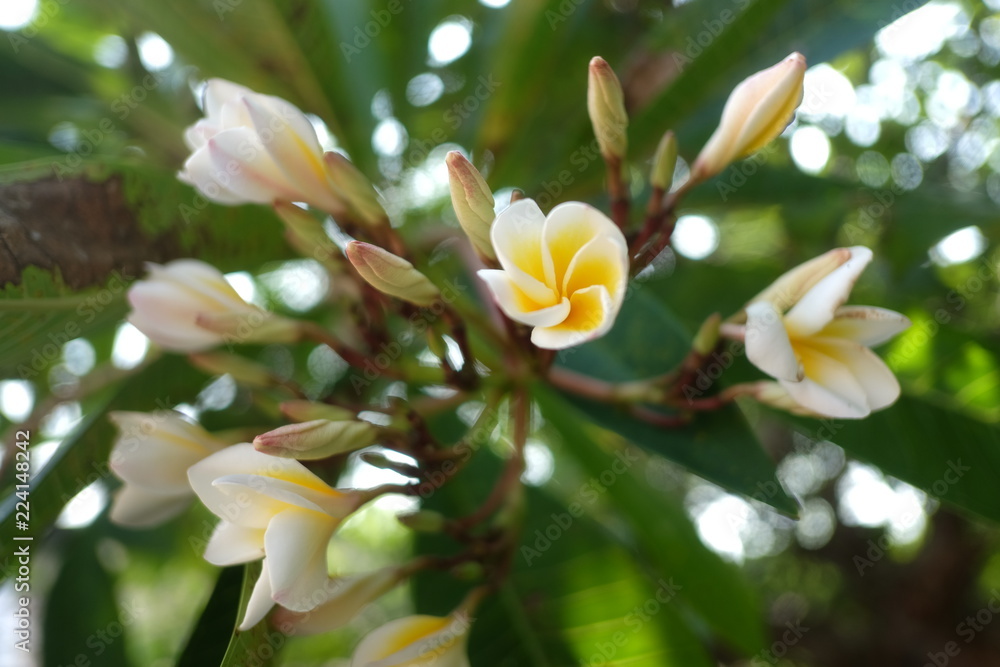 Fototapeta premium yellow flowers in the garden