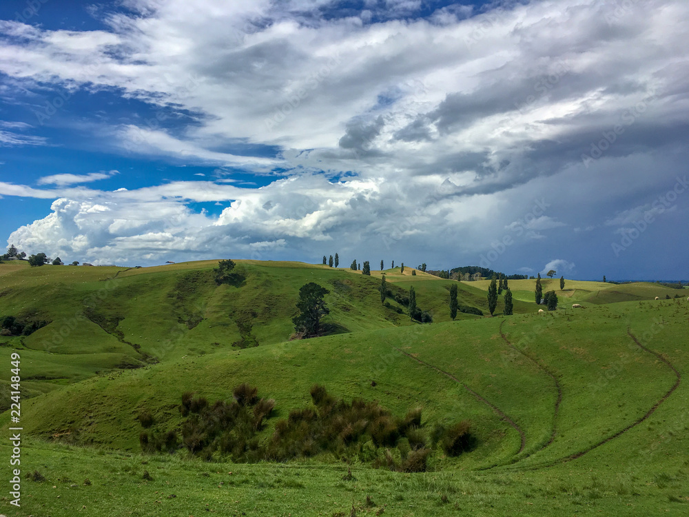 Grüne Landschaft in Neuseeland