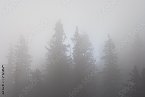 Backlit pine trees in mist, monochrome, balck and white