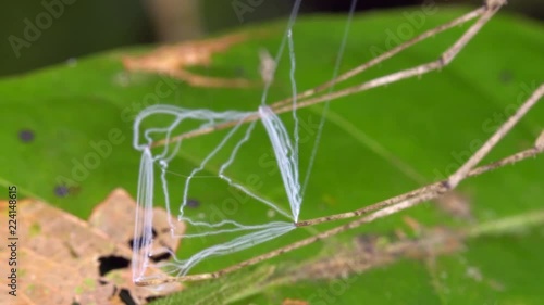 Ogre Faced Spider (Deinopis sp.) holding its web ready to catch a prey item. They use a square sticky web held between the feet to actively catch passing insects. In the rainforest understory, Ecuador photo