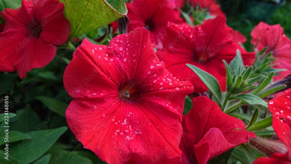 rain drops on red flower rain drops on red flower