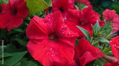 rain drops on red flower