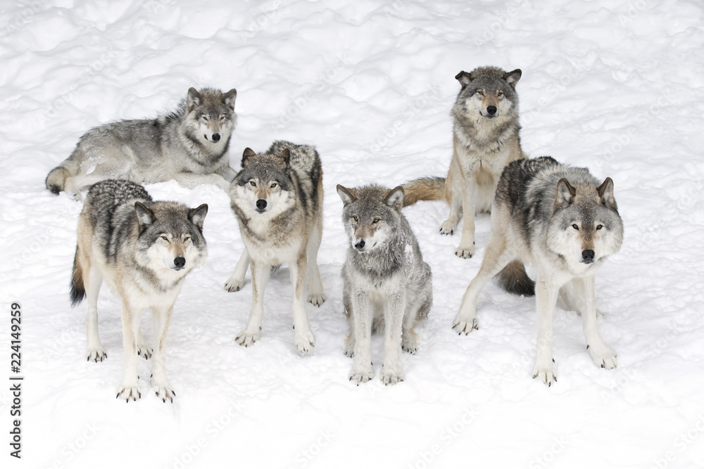 Fototapeta premium Wilki leśne lub wilki szare (Canis lupus), na białym tle na białym tle, paczka wilków leśnych stojących na śniegu w Kanadzie