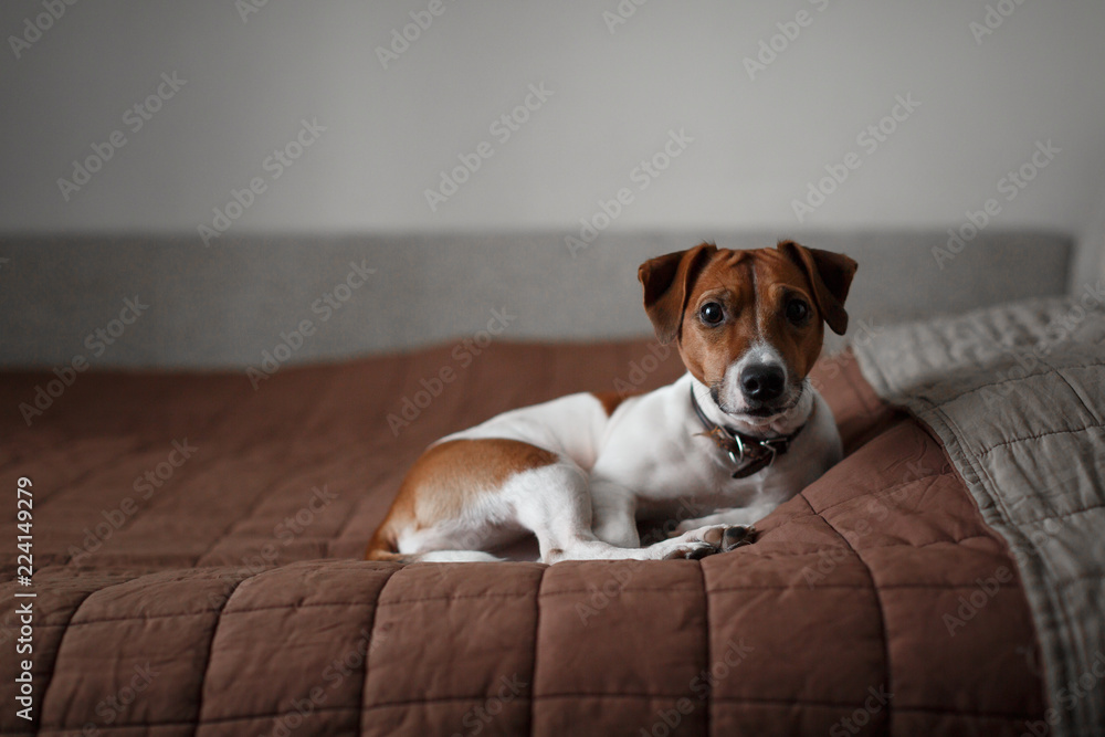 White color sad dog Jack Russell Terrier with a red snout and brown eyes lies on a brown bedspread on the bed.