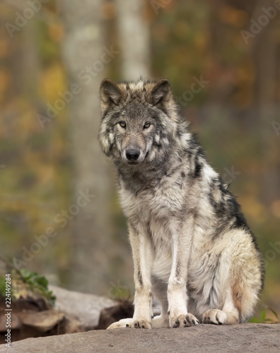 A lone Timber wolf or Grey Wolf   Canis lupus  on top of a rock looks back on a summer day in Canada