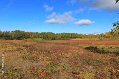 autumn landscape with berry field and blue sky