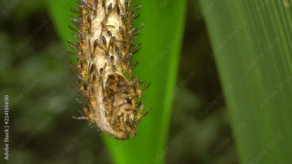 Wasps (Polybia sp.) swarming from the entrance of their nest in slow motion. The nest is hanging under a leaf in the rainforest understory in the Ecuadorian Amazon. Wasps (Polybia sp.) swarming from the entrance of their nest in slow motion. The nest is hanging under a leaf in the rainforest understory in the Ecuadorian Amazon.