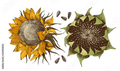 Vector hand drawn sunflower