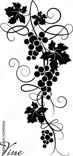 Decorative element from the vine on a white background. Branch of grapes. Vector illustration.