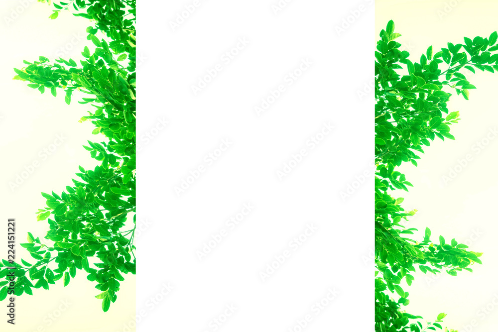 tree branch on white background with text box tree branch on white background with text box