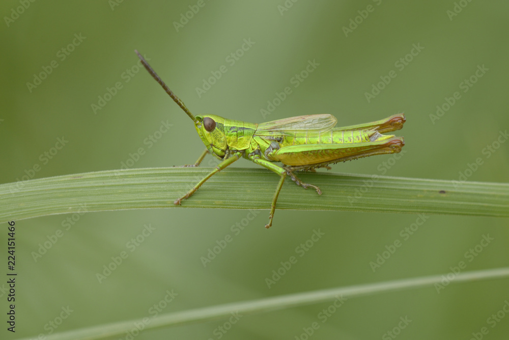 Imago of grasshopper sitting on a grass stem in front of a blurred background. Lugi, Carpathians, Ukraine. June, 2018 Imago of grasshopper sitting on a grass stem in front of a blurred background. Lugi, Carpathians, Ukraine. June, 2018