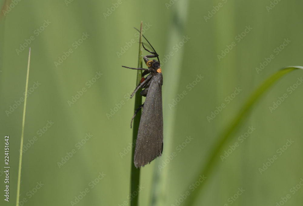 Black moth sitting on a plant stem in front of blurred background. Lugi, Carpathians, Ukraine. June, 2018 Black moth sitting on a plant stem in front of blurred background. Lugi, Carpathians, Ukraine. June, 2018