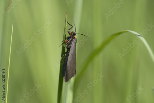 red-necked footman moth, Atolmis rubricollis sitting on a plant stem. Lugi, Carpathians, Ukraine. June, 2018