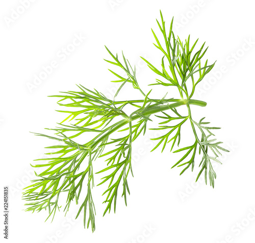  fennel isolated on a white background