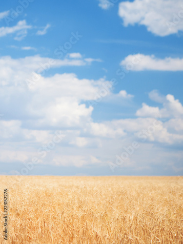 Wheat field. Nature beauty, blue cloudy sky and colorful field with golden wheat.