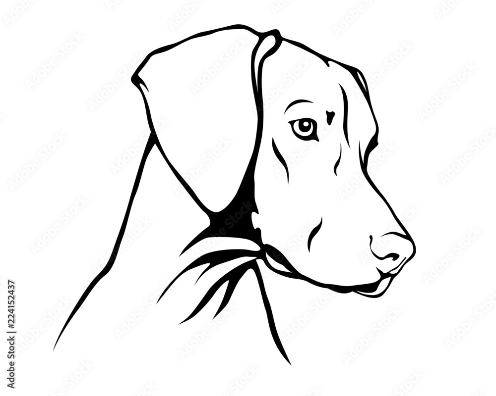 Ταπετσαρία Magyar Vizsla - Ungarischer Vorstehhund