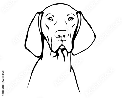 Magyar Vizsla - Ungarischer Vorstehhund