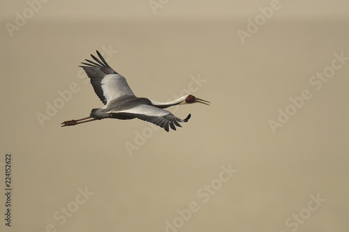 White naped crane bird flying