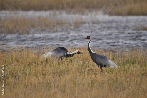 Two White naped crane bird china photo