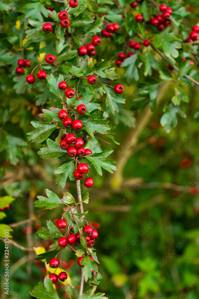 Red winter berries on green bush in forest with copy space