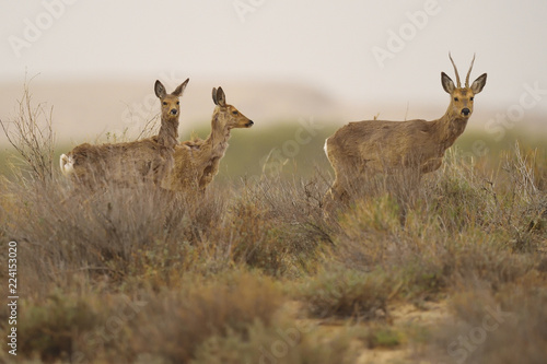 Siberian roe deer in china photo