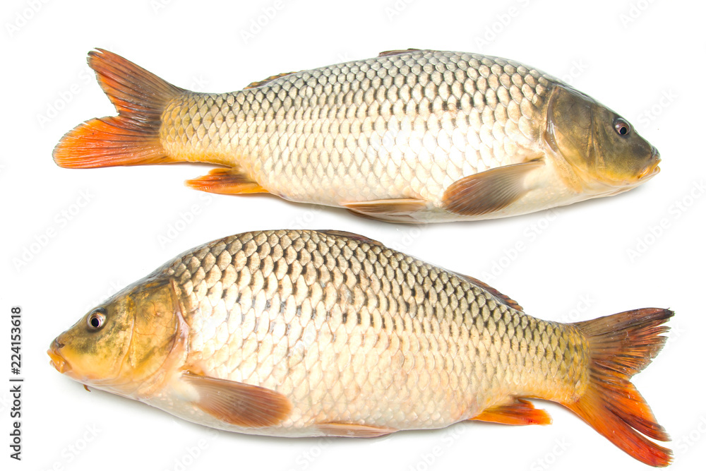 fish sazan on white background fish sazan on white background