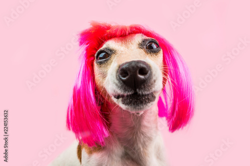 aping funny dog in pink wig. Trendy hairstyle