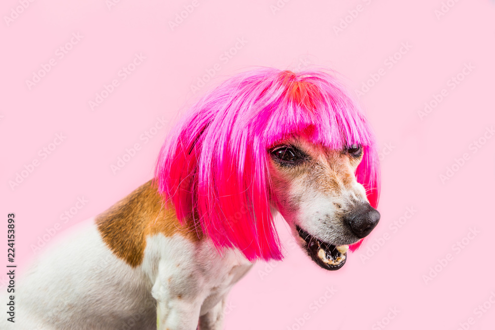 Angry disappointed disgusting funny dog face. Pink wig. Pet emotions Stock  Photo | Adobe Stock