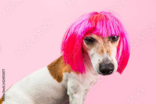 Fototapeta Naklejka Na Ścianę i Meble -  Angry disgust, tired, disagreement dog face in pink wig. Bright pink background