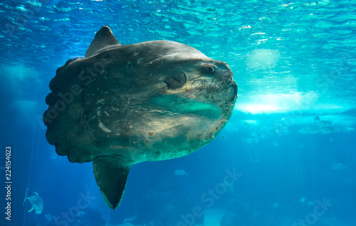The ocean sunfish or common mola (Mola mola) in the Lisbon Oceanarium in Portugal. photo