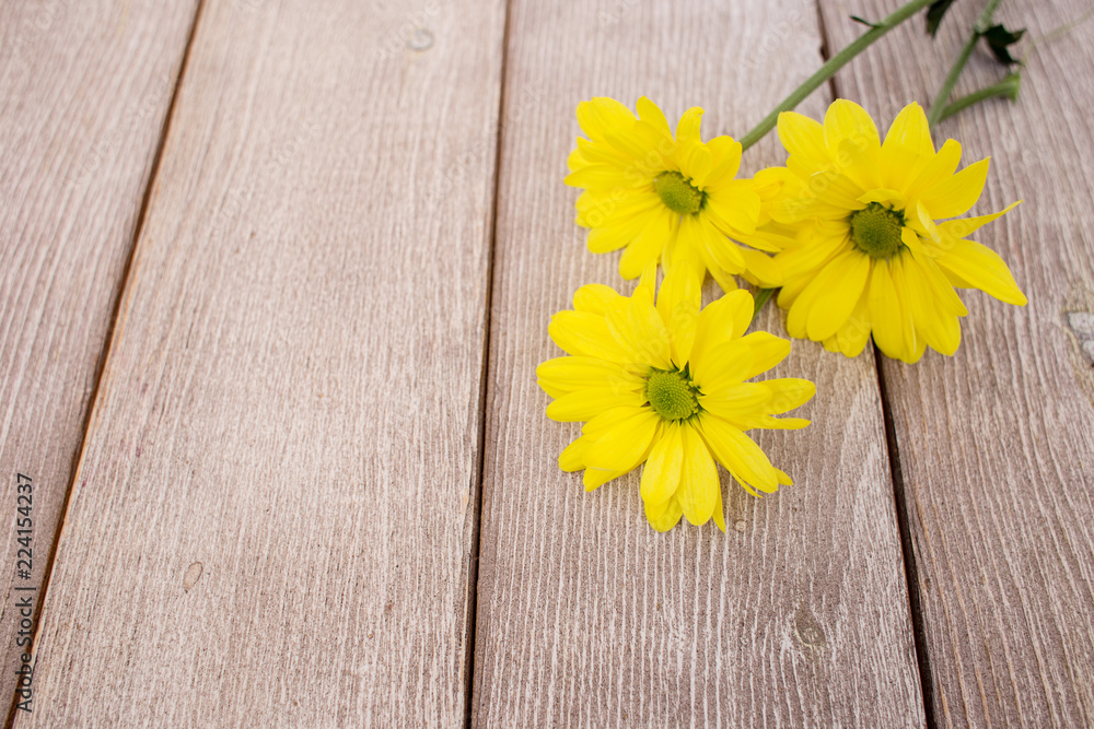 Obraz premium yellow flowers