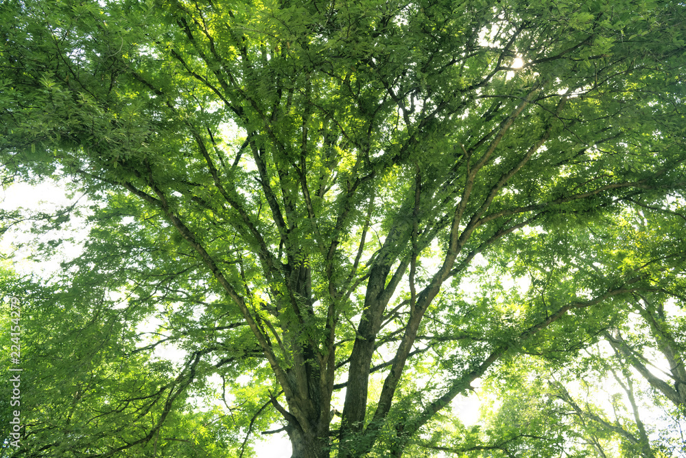 Green tree background Green tree background