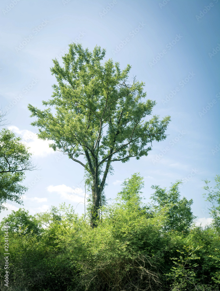 Green tree with blue sky background Green tree with blue sky background