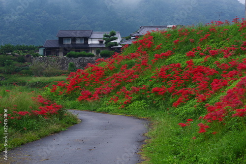 雨の彼岸花（red spider lily）