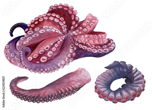 Octopus set in watercolor