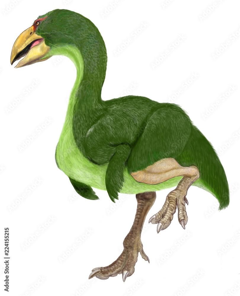 ディアトリマ 6500万年前恐竜絶滅後に出現した鳥類 恐鳥類と呼ばれる巨大な肉食鳥 ガストルニスと呼ばれる恐鳥類 と同一とも言われる 第3紀前期の北米 ヨーロッパに君臨した 体高は2メートルを超える 大きな嘴と鋭い爪を持つ イラストは全身再現骨格に基づく
