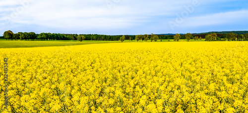 Landscape of farmlands with rapeseed fields - summer flowers, panorama