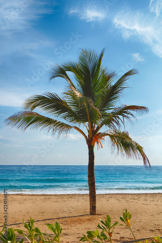 Beach on the Caribbean Sea. Beautiful palm tree, sea, blue sky. © blackguitar1