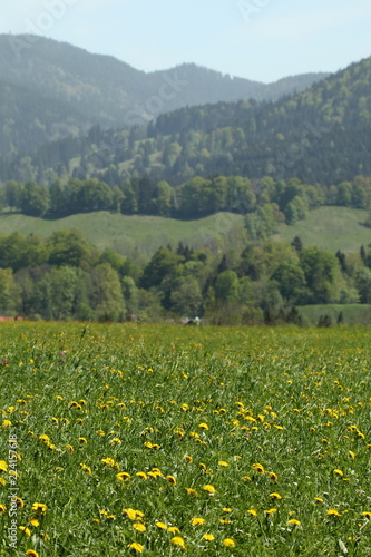 Frühlingswiese in Bayern