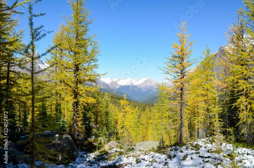 秋のカナディアンロッキー ヨーホー国立公園の山並みと黄葉（ヨーホー国立公園／レイク・オハラ・エリア カナダ・ブリティッシュコロンビア州）