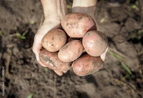 Hands holding pile of pink unpeeled potatoes outdoors in autumn  black soil on the background.