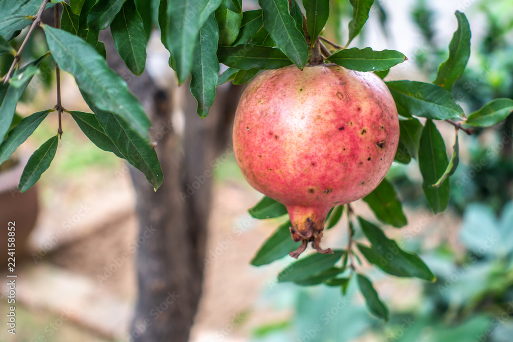 The pomegranates are tasty on the trees The pomegranates are tasty on the trees
